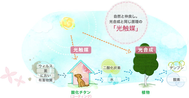 自然と仲良し。光合成と同じ原理の「光触媒」