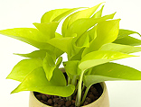 「植物で洗う」髪・頭皮をストレスからリセットイメージ